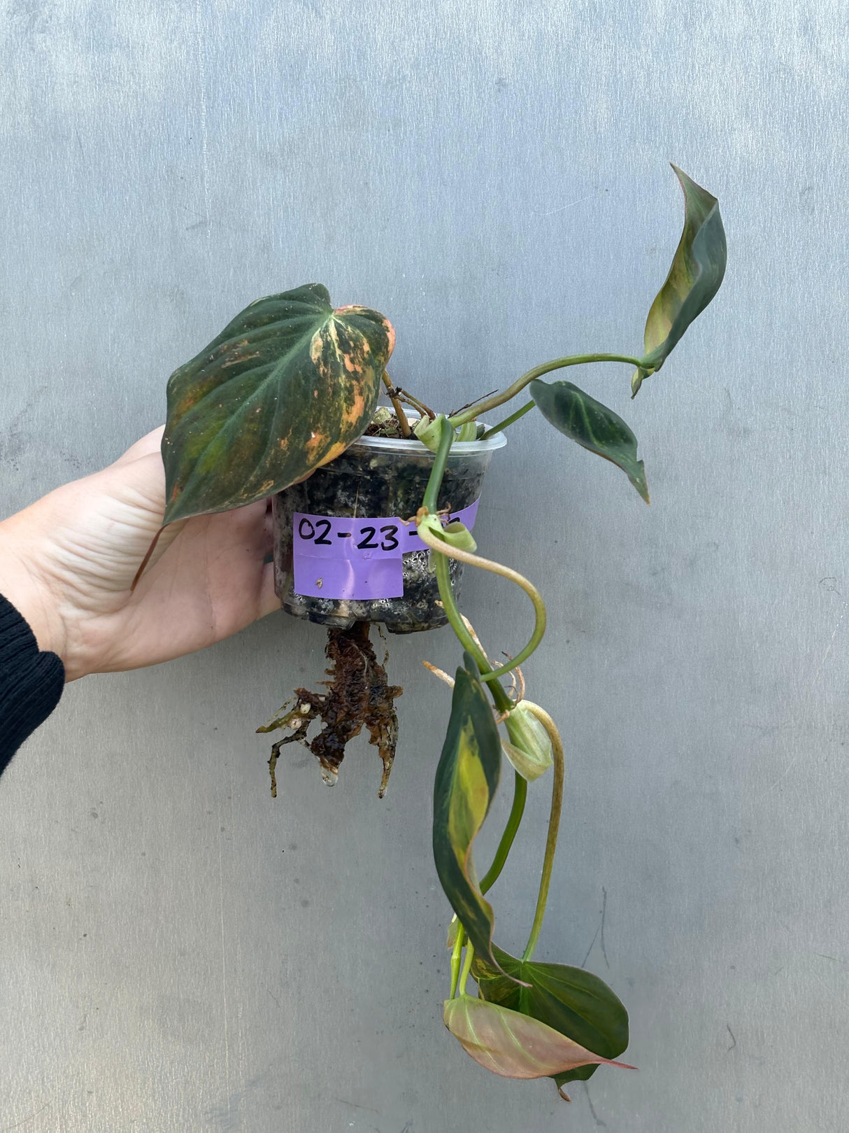 Variegated Philodendron Mican Aurea in a Nursery Pot - Rare Collector Plant - EXACT Plant - US SELLER