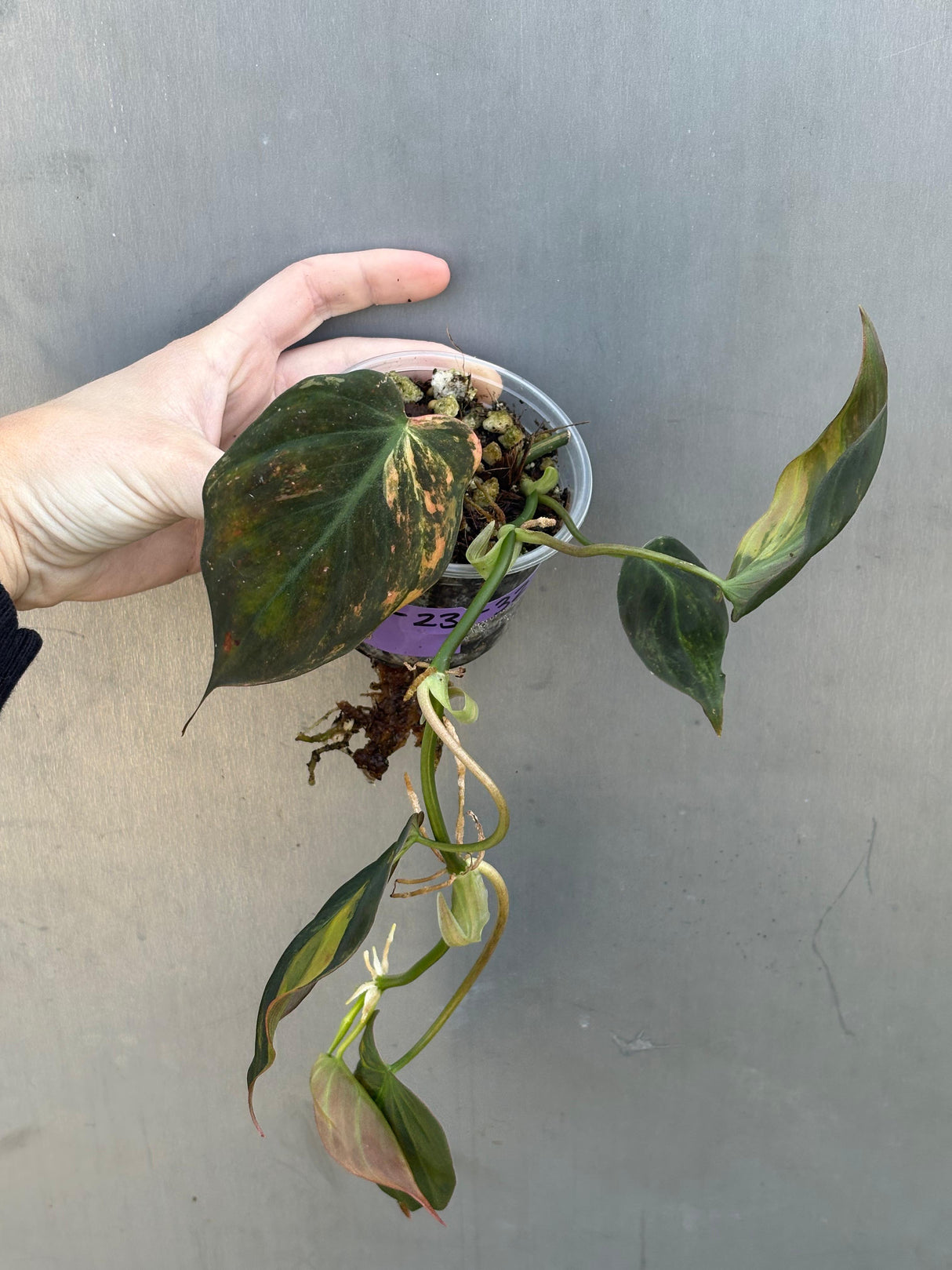 Variegated Philodendron Mican Aurea in a Nursery Pot - Rare Collector Plant - EXACT Plant - US SELLER