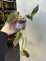 Variegated Philodendron Mican Aurea in a Nursery Pot - Rare Collector Plant - EXACT Plant - US SELLER