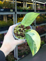 Scindapsus Jade Satin Variegated Plant in a Nursery Pot - Rare Collector Plant - EXACT Plant - US Seller