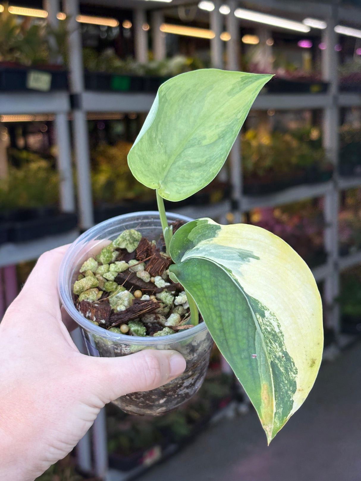 Scindapsus Jade Satin Variegated Plant in a Nursery Pot - Rare Collector Plant - EXACT Plant - US Seller