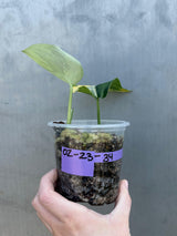 Scindapsus Jade Satin Variegated Plant in a Nursery Pot - Rare Collector Plant - EXACT Plant - US Seller