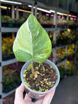 Philodendron White Princess Tricolor - Super Rare Variegated Aroid - Indoor Climbing Houseplant Collector Plant - Same Plant - US Seller