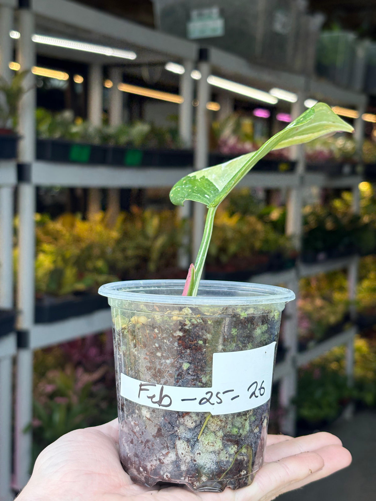 Philodendron White Princess Tricolor - Super Rare Variegated Aroid - Indoor Climbing Houseplant Collector Plant - Same Plant - US Seller