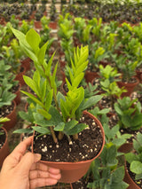 Green Zz Plant