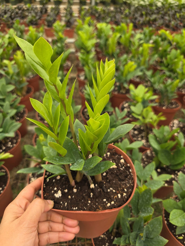 Green Zz Plant