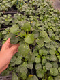 Chinese Money Plant