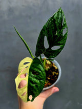 Variegated Monstera Adansonii Albo Live Plant -Rare Swiss Cheese EXACT Same Plant - Beginners Plant - US Seller