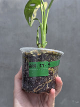 Variegated Monstera Adansonii Albo Live Plant -Rare Swiss Cheese EXACT Same Plant - Beginners Plant - US Seller