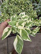 variegated pearl & jade Pothos
