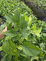 variegated golden pothos plant