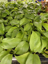 Philodendron Minima