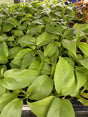 Philodendron Minima