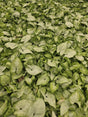 Syngonium Podophyllum Green Plant