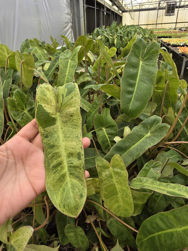 Philodendron Paraiso Verde 