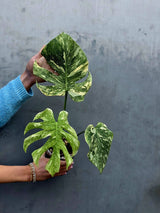 Variegated Monstera Legacy - Super Rare Monstera Indoor Plant - Collector's Aroid - EXACT Plant - US Seller