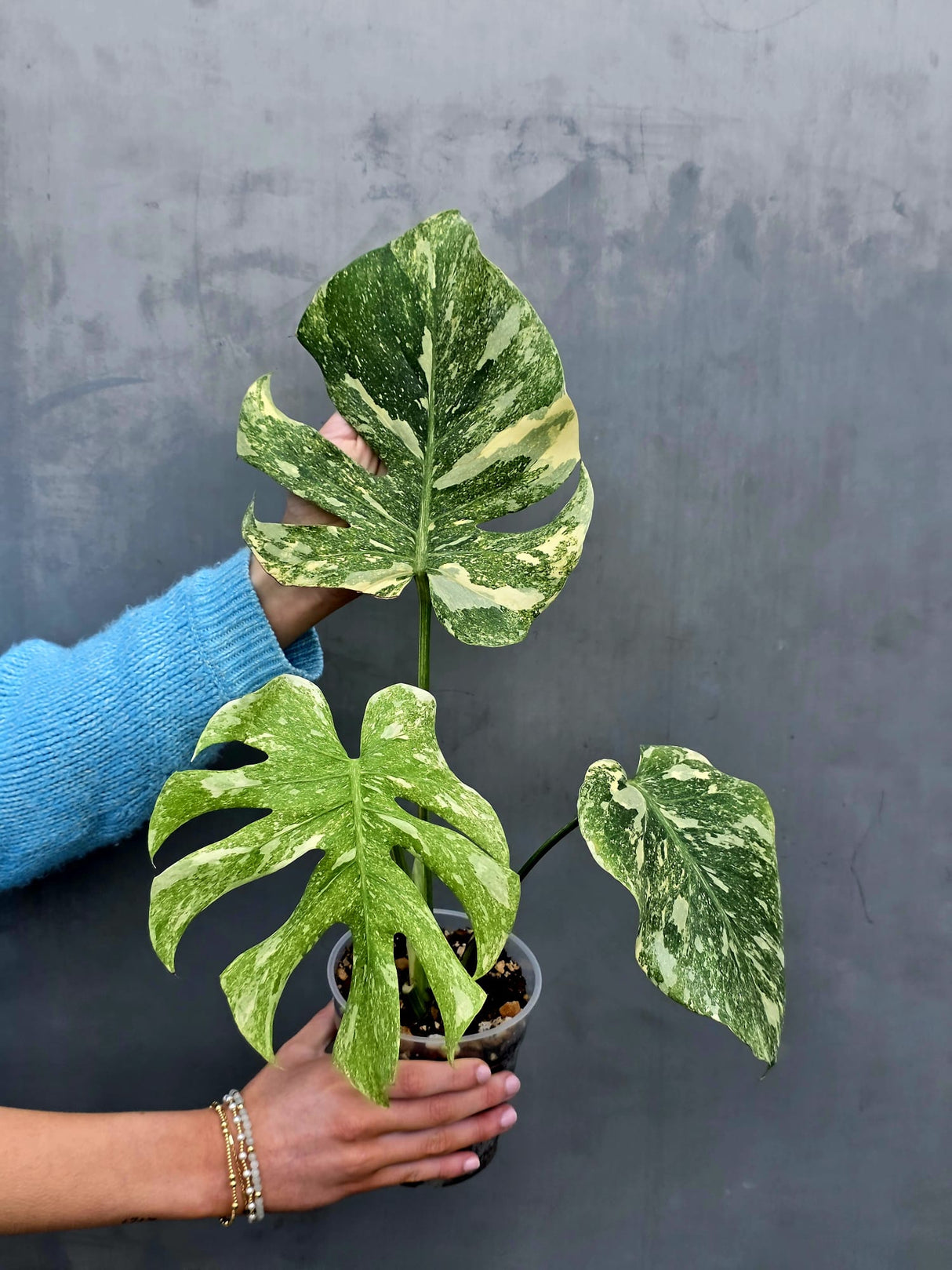 Variegated Monstera Legacy - Super Rare Monstera Indoor Plant - Collector's Aroid - EXACT Plant - US Seller