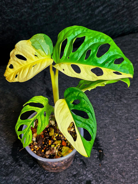 Monstera Adansonii Aurea Variegated - Swiss Cheese Plant - Exact Plant - US SELLER
