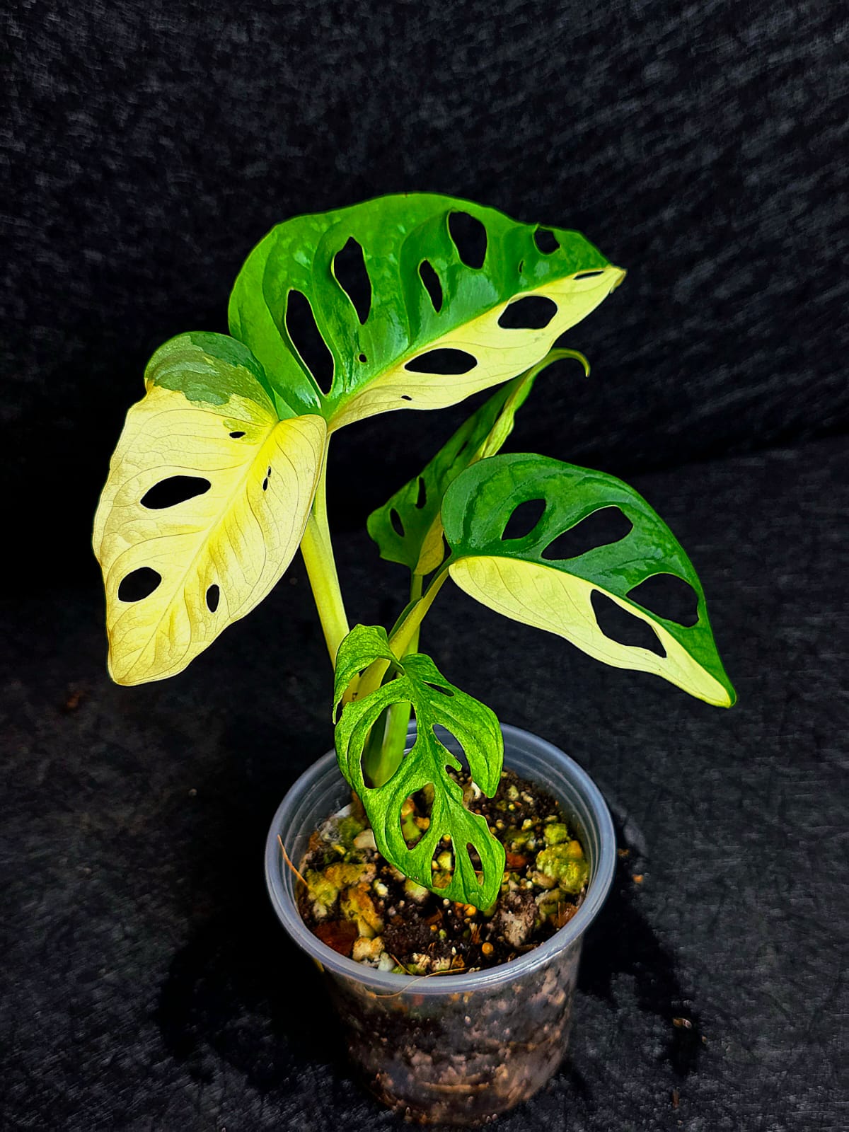 Monstera Adansonii Aurea Variegated - Swiss Cheese Plant - Exact Plant - US SELLER