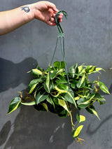 Silver Stripe Philodendron Plant in 6” Hanging Basket - Variegated Indoor Vine Plant