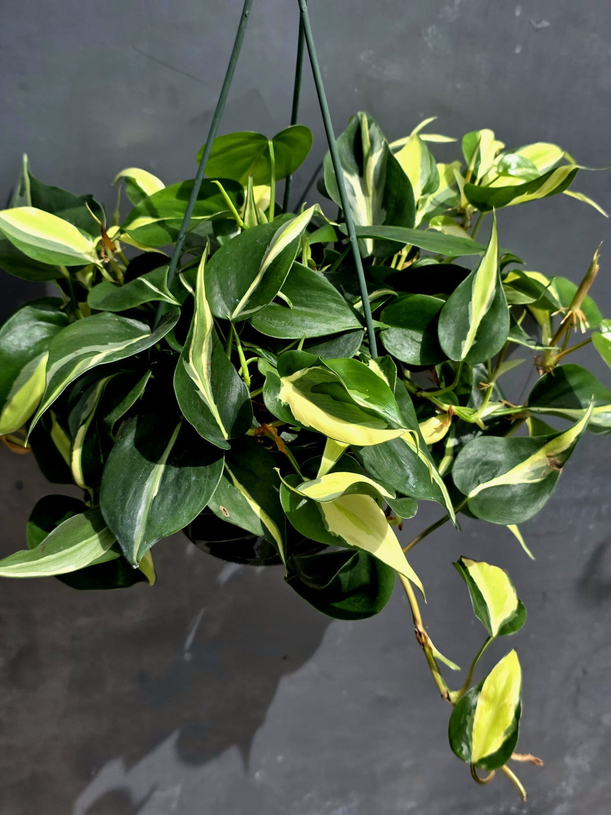 Silver Stripe Philodendron Plant in 6” Hanging Basket - Variegated Indoor Vine Plant