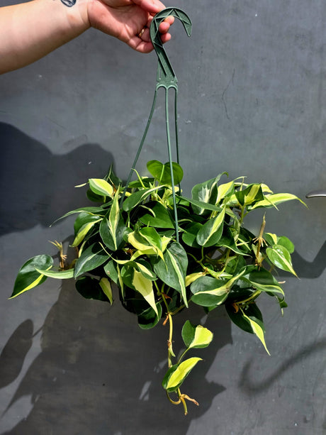 Silver Stripe Philodendron Plant in 6” Hanging Basket - Variegated Indoor Vine Plant