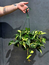 Silver Stripe Philodendron Plant in 6” Hanging Basket - Variegated Indoor Vine Plant