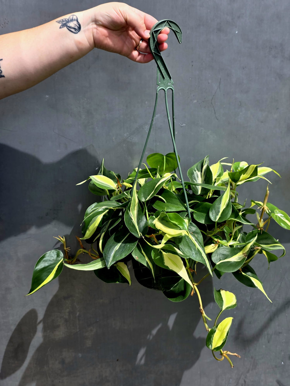 Silver Stripe Philodendron Plant in 6” Hanging Basket - Variegated Indoor Vine Plant