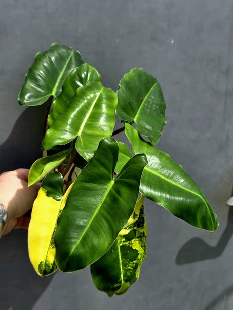 Variegated Burle Marx Philodendron - Rare Aroid - US Seller (May-21-5)