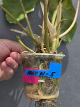 Variegated Burle Marx Philodendron - Rare Aroid - US Seller (May-21-5)
