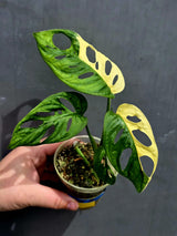 Variegated Monstera Adansonii Albo - Exact Plant - US Seller (May-21-26)