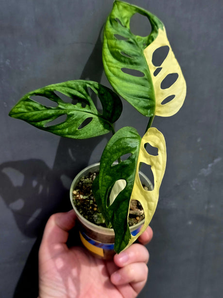 Variegated Monstera Adansonii Albo - Exact Plant - US Seller (May-21-26)