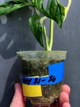 Variegated Monstera Adansonii Albo - Exact Plant - US Seller (May-21-26)