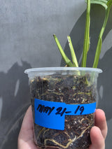 Variegated Monstera Adansonii Albo - Swiss Cheese Plant - US Seller (May-21-19)