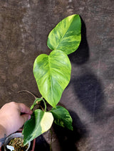 Monstera Aurea Variegated Borsigiana - Monstera Marmota - (6-5-8)