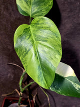 Monstera Aurea Variegated Borsigiana - Monstera Marmota - (6-5-8)