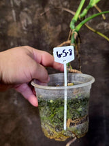 Monstera Aurea Variegated Borsigiana - Monstera Marmota - (6-5-8)