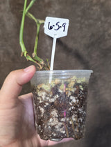 Variegated Monstera Peru in a Nursery Pot - Live Rare Houseplants - (6-5-9)