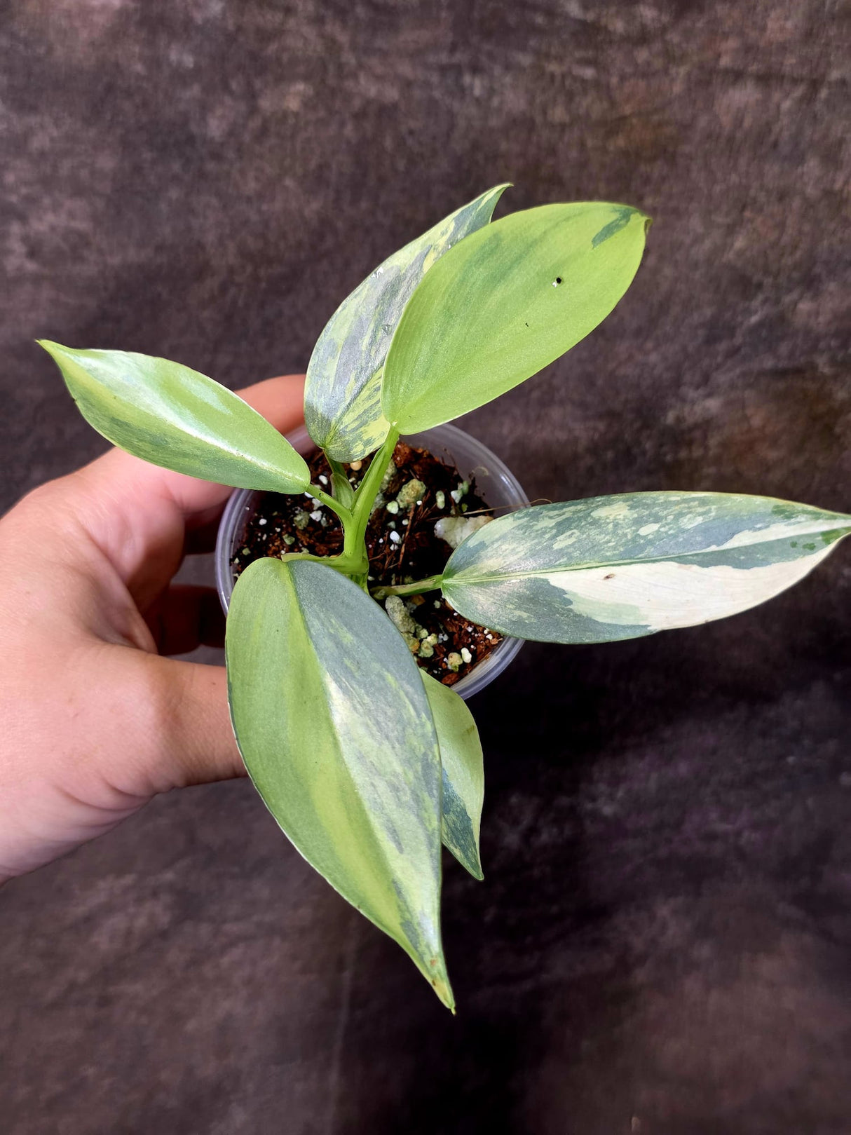 Philodendron Silver Sword Variegated - Rare Collectors Plant - (June-09-38)