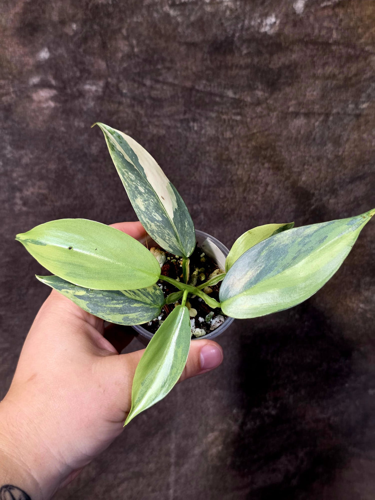 Philodendron Silver Sword Variegated - Rare Collectors Plant - (June-09-38)