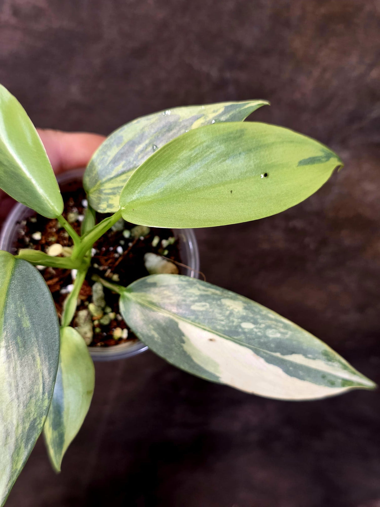Philodendron Silver Sword Variegated - Rare Collectors Plant - (June-09-38)