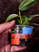 Philodendron Silver Sword Variegated - Rare Collectors Plant - (June-09-38)