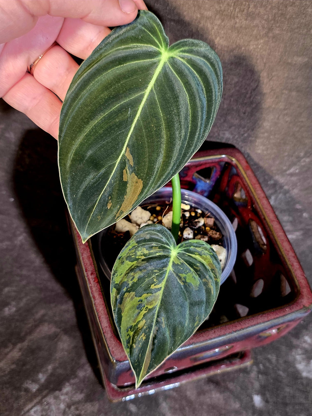 Philodendron Melanochrysum Variegated - Rare Tropical Live House Plant - (June-16-37)