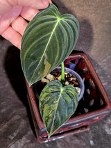 Philodendron Melanochrysum Variegated - Rare Tropical Live House Plant - (June-16-37)