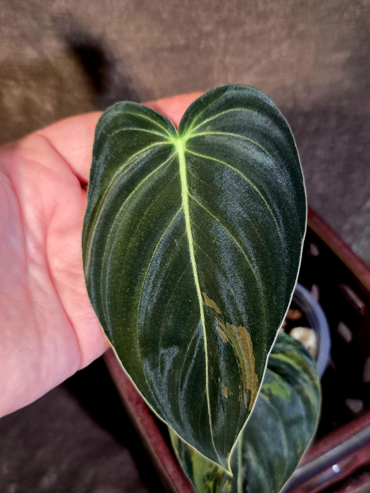 Philodendron Melanochrysum Variegated - Rare Tropical Live House Plant - (June-16-37)
