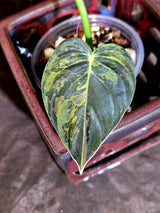 Philodendron Melanochrysum Variegated - Rare Tropical Live House Plant - (June-16-37)
