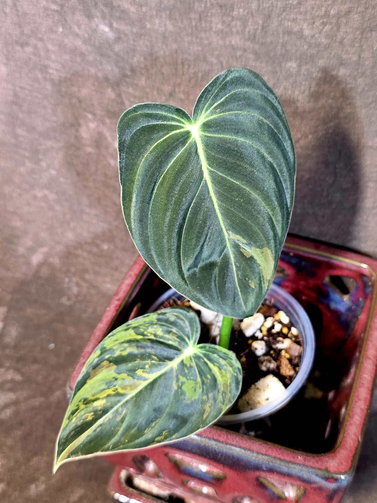 Philodendron Melanochrysum Variegated - Rare Tropical Live House Plant - (June-16-37)