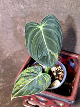 Philodendron Melanochrysum Variegated - Rare Tropical Live House Plant - (June-16-37)