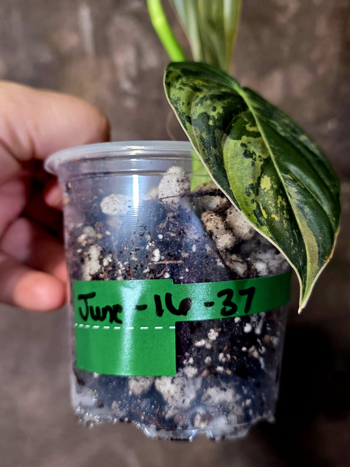 Philodendron Melanochrysum Variegated - Rare Tropical Live House Plant - (June-16-37)