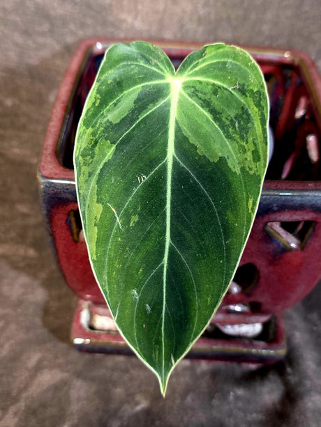 Philodendron Melanochrysum Variegated - Rare Tropical Live House Plant - (June-16-38)